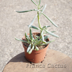 Senecio serpens 8