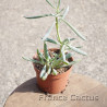 Senecio serpens 8