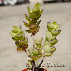 Kalanchoe laxiflora 6