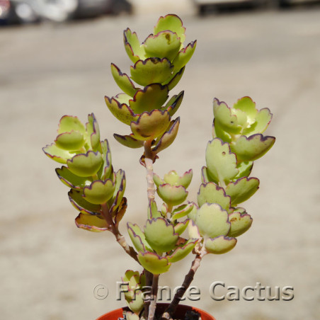 Kalanchoe laxiflora 6