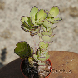 Kalanchoe laxiflora 7