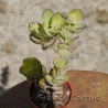 Kalanchoe laxiflora 7