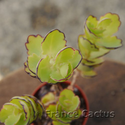 Kalanchoe laxiflora 8