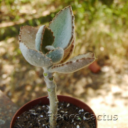 Kalanchoe Fang 7