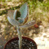 Kalanchoe Fang 7