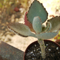 Kalanchoe Fang 8