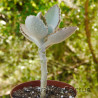 Kalanchoe Fang 6