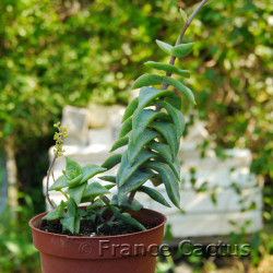 Crassula perforata 'Starshine'  6