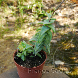 Crassula perforata 'Starshine'  7