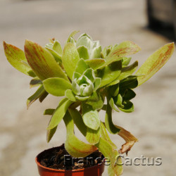 Aeonium "Ballerina" 6