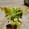 Aeonium "Ballerina" 6