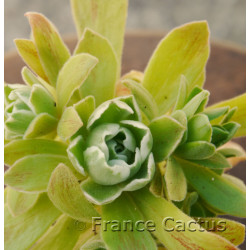 Aeonium "Ballerina" 7