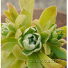 Aeonium "Ballerina" 7