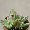 Aloinopsis rubrolineata 6