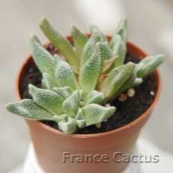 Aloinopsis rubrolineata 7