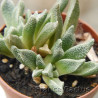 Aloinopsis rubrolineata 8