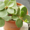 Peperomia tetraphylla 'Hope' 2