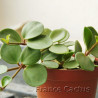 Peperomia tetraphylla 'Hope' 1