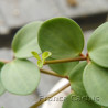 Peperomia tetraphylla 'Hope' 3