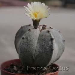 Astrophytum Onzuka 6