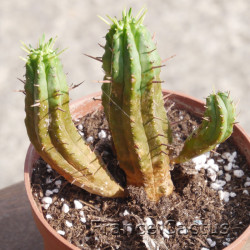 Euphorbia aggregata 6