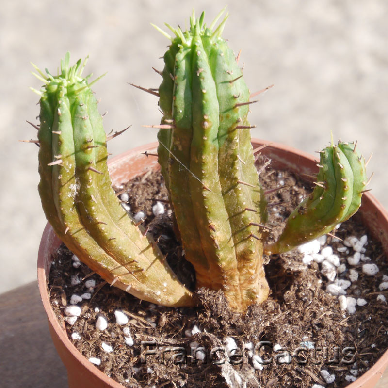 Euphorbia aggregata 6