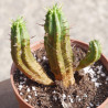 Euphorbia aggregata 6