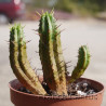 Euphorbia aggregata  7