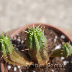 Euphorbia aggregata 8