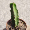 Euphorbia erythrea 7