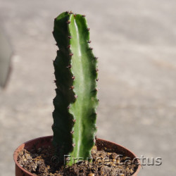 Euphorbia erythrea 6
