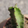Euphorbia erythrea en pot de 10,5 cm