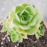 Aeonium "Ballerina" 8