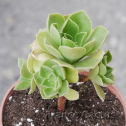 Aeonium "Ballerina" 7