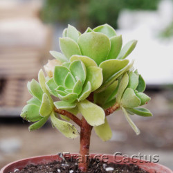 Aeonium "Ballerina" 6