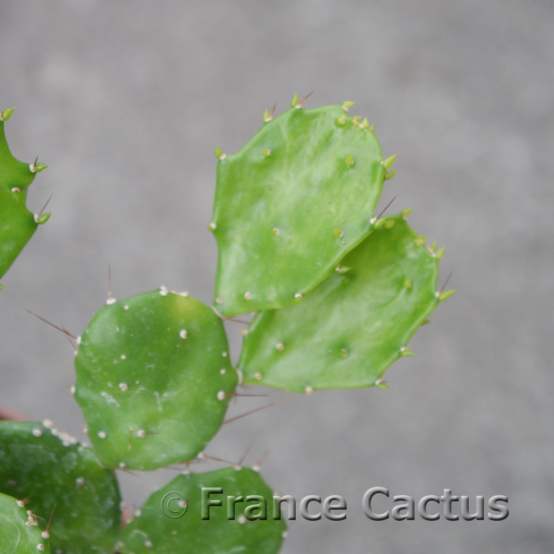Brasilopuntia brasilensis 8