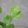 Brasilopuntia brasilensis 8