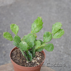 Brasilopuntia brasilensis 7