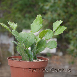 Brasilopuntia brasilensis 6
