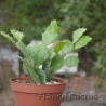 Brasilopuntia brasilensis 6