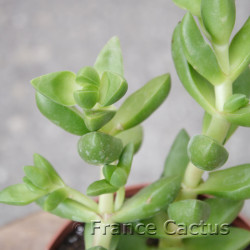 Crassula sp 8
