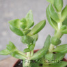 Crassula sp 8
