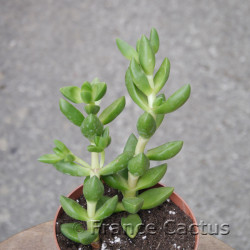 Crassula sp 7