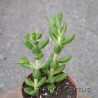 Crassula sp 7