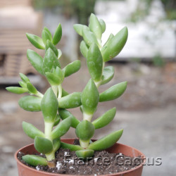 Crassula sp 6
