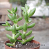 Crassula sp 6