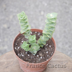 Crassula perforata 6