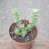 Crassula perforata 6
