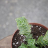 Crassula perforata 7