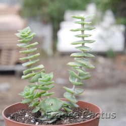 Crassula perforata 8